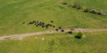 На Закарпатті вперше відбудеться забіг пасовищами буйволів — Milk Run 2025 — Ужгород