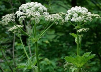 Обов’язково попередьте дітей: в Україні стрімко поширюється небезпечна рослина — Закарпаття