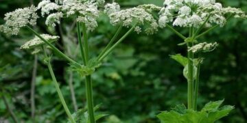 Обов’язково попередьте дітей: в Україні стрімко поширюється небезпечна рослина — Закарпаття