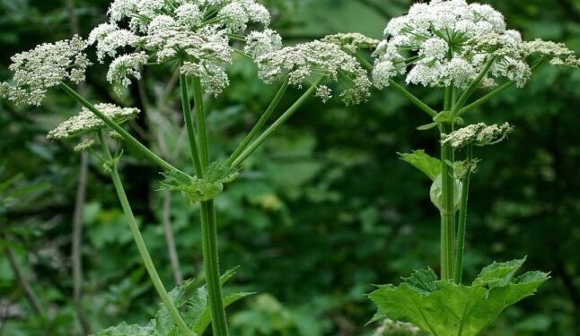 Обов’язково попередьте дітей: в Україні стрімко поширюється небезпечна рослина — Закарпаття