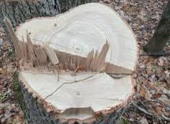 Експосадовець лісгоспу на Рахівщині відбувся умовним “покаранням” за незаконну рубку дерев на 3 млн грн