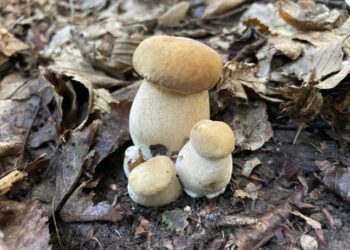 На Закарпатті почався сезон білих грибів: де тепер їх збирають — Закарпаття