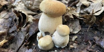 На Закарпатті почався сезон білих грибів: де тепер їх збирають — Закарпаття