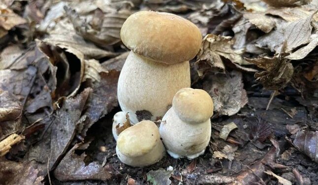 На Закарпатті почався сезон білих грибів: де тепер їх збирають — Закарпаття