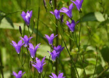 Квітковий рай Закарпаття: Національний парк «Синевир» вкривається яскравими барвами (ФОТО) –