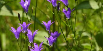 Квітковий рай Закарпаття: Національний парк «Синевир» вкривається яскравими барвами (ФОТО) –