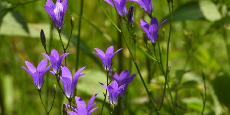 Квітковий рай Закарпаття: Національний парк «Синевир» вкривається яскравими барвами (ФОТО) –