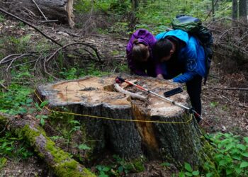 На Тячівщині у лісництві, де за рік не видано жодного лісорубного квитка, активісти виявили масові рубки (ФОТО)