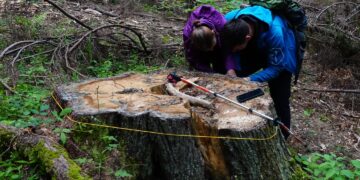 На Тячівщині у лісництві, де за рік не видано жодного лісорубного квитка, активісти виявили масові рубки (ФОТО)