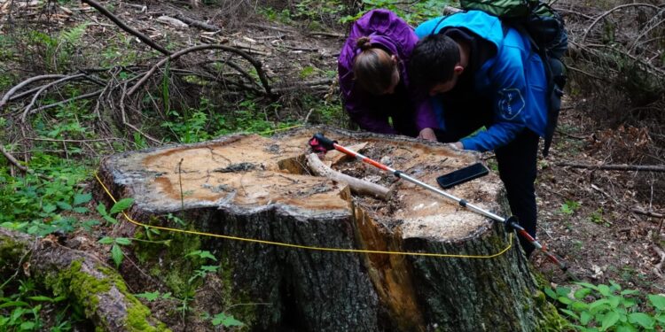 На Тячівщині у лісництві, де за рік не видано жодного лісорубного квитка, активісти виявили масові рубки (ФОТО)