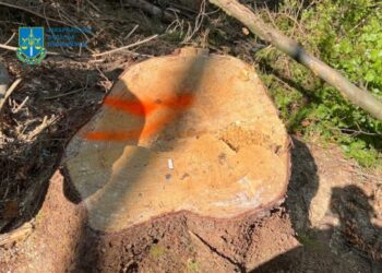 На Тячівщині викрили незаконну вирубку лісу на понад пів мільйона гривень (ФОТО)
