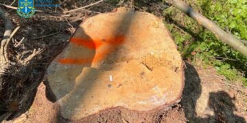 На Тячівщині викрили незаконну вирубку лісу на понад пів мільйона гривень (ФОТО)