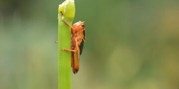 Нашестя сарани в Україні. Як із нею боротися і яка ситуація в регіонах?