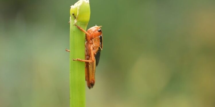 Нашестя сарани в Україні. Як із нею боротися і яка ситуація в регіонах?