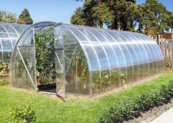 Розсада в теплиці: коли варто починати