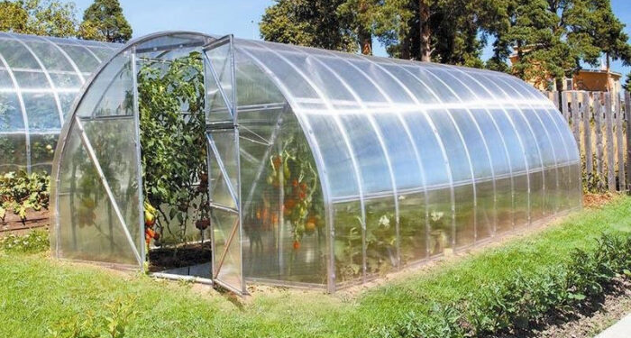 Розсада в теплиці: коли варто починати