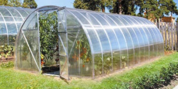 Розсада в теплиці: коли варто починати