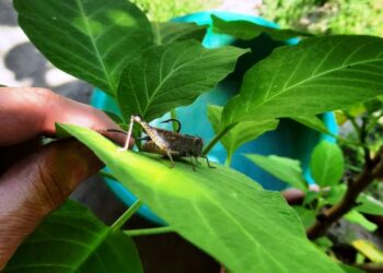 Сарана дісталася Закарпаття: перші особини помічені на Виноградівщині –