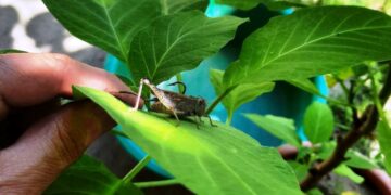 Сарана дісталася Закарпаття: перші особини помічені на Виноградівщині –