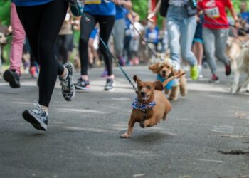 Сьогодні в Ужгороді – забіг з собаками та Uzhhorod Night Run –