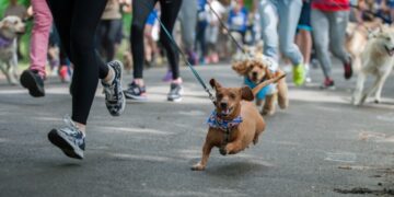 Сьогодні в Ужгороді – забіг з собаками та Uzhhorod Night Run –