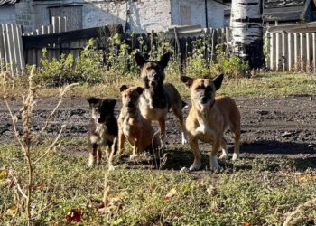 “Сталося дещо потворне”. Евакуйованим із-під Покровська бабусям відмовили в заселенні через їхніх собак