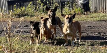 “Сталося дещо потворне”. Евакуйованим із-під Покровська бабусям відмовили в заселенні через їхніх собак