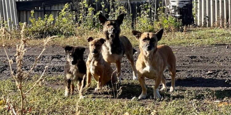 “Сталося дещо потворне”. Евакуйованим із-під Покровська бабусям відмовили в заселенні через їхніх собак