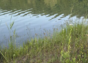 Трагедія на Хустщині: у Нанкові втопився 13-річний хлопець –