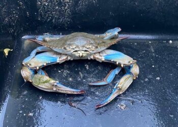 У Чорному морі виявили незвичайного синього краба. Який він має вигляд? Відео