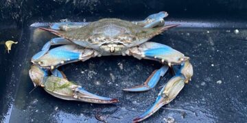 У Чорному морі виявили незвичайного синього краба. Який він має вигляд? Відео