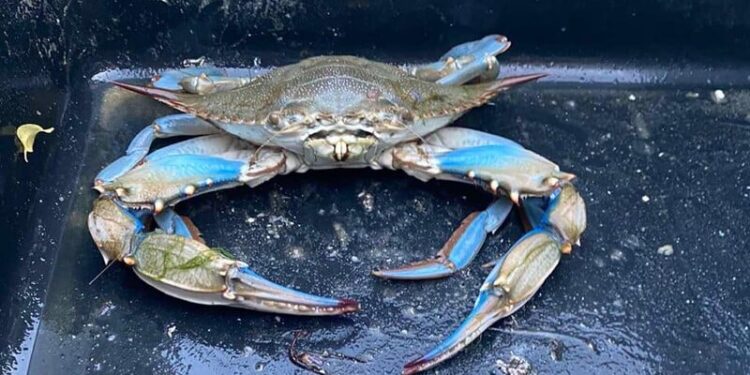 У Чорному морі виявили незвичайного синього краба. Який він має вигляд? Відео