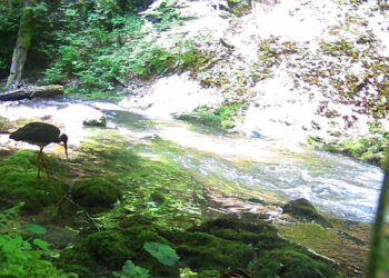 У Карпатському біосферному заповіднику зафіксували рідкісного червонокнижного птаха