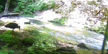 У Карпатському біосферному заповіднику зафіксували рідкісного червонокнижного птаха