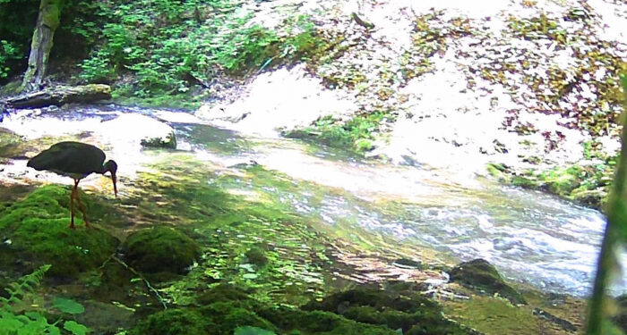 У Карпатському біосферному заповіднику зафіксували рідкісного червонокнижного птаха