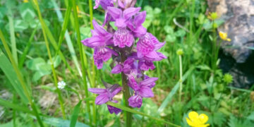 У Нацпарку «Зачарований край» квітне 13 видів орхідей