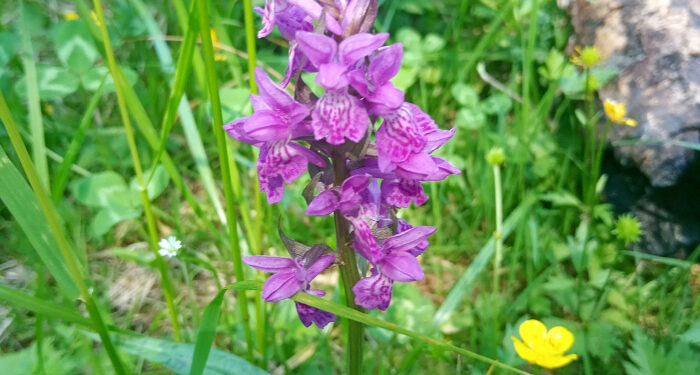 У Нацпарку «Зачарований край» квітне 13 видів орхідей