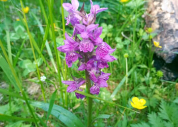 У Нацпарку «Зачарований край» квітне 13 видів орхідей