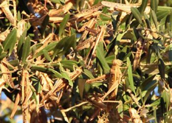 Україною шириться єгипетська сарана: під загрозою всі регіони – Закарпаття зокрема –