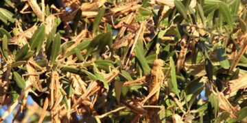 Україною шириться єгипетська сарана: під загрозою всі регіони – Закарпаття зокрема –