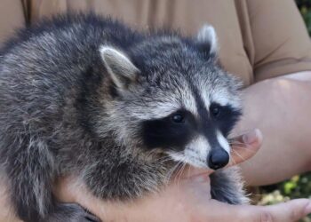 Українські військові показали Сержантку Моллі – самицю єнота, яка стала талісманом підрозділу. Фото