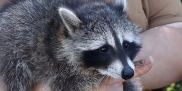 Українські військові показали Сержантку Моллі – самицю єнота, яка стала талісманом підрозділу. Фото