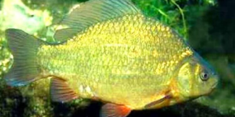 В Україні зникає вид риби, яка раніше “буквально була всюди” – експертка