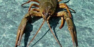 В Україні зняли заборону на вилов раків, але є нюанс