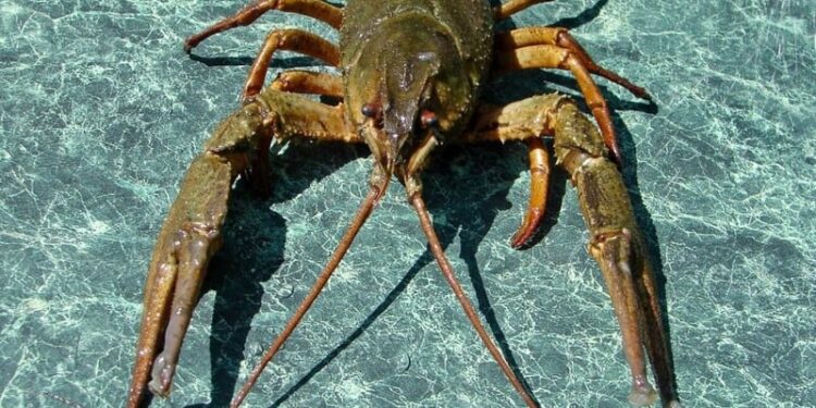 В Україні зняли заборону на вилов раків, але є нюанс
