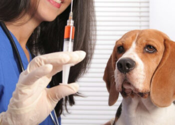 В Ужгороді триває безкоштовна вакцинація домашніх тварин від сказу