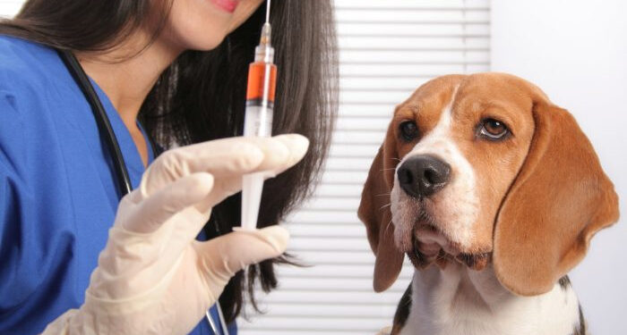 В Ужгороді триває безкоштовна вакцинація домашніх тварин від сказу