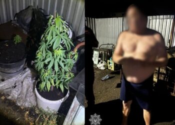 В Ужгороді у дворі чоловіка, що незаконно проник на сусідську територію, виявили рослини конопель (ФОТО)