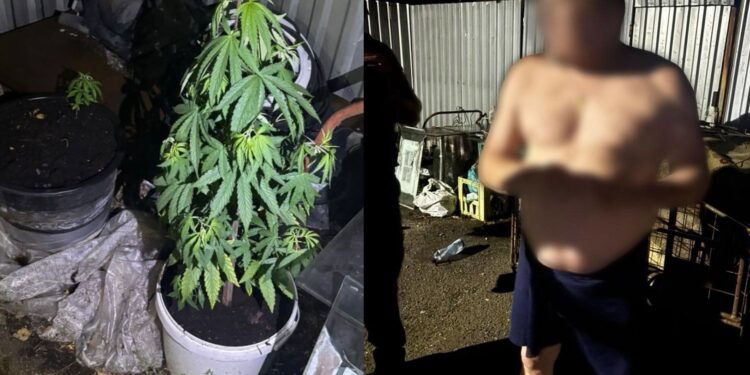 В Ужгороді у дворі чоловіка, що незаконно проник на сусідську територію, виявили рослини конопель (ФОТО)