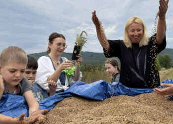 “Від зерна до хліба”: урожай пшениці вже вдруге зібрала закарпатка Аліса Смирна з дітьми